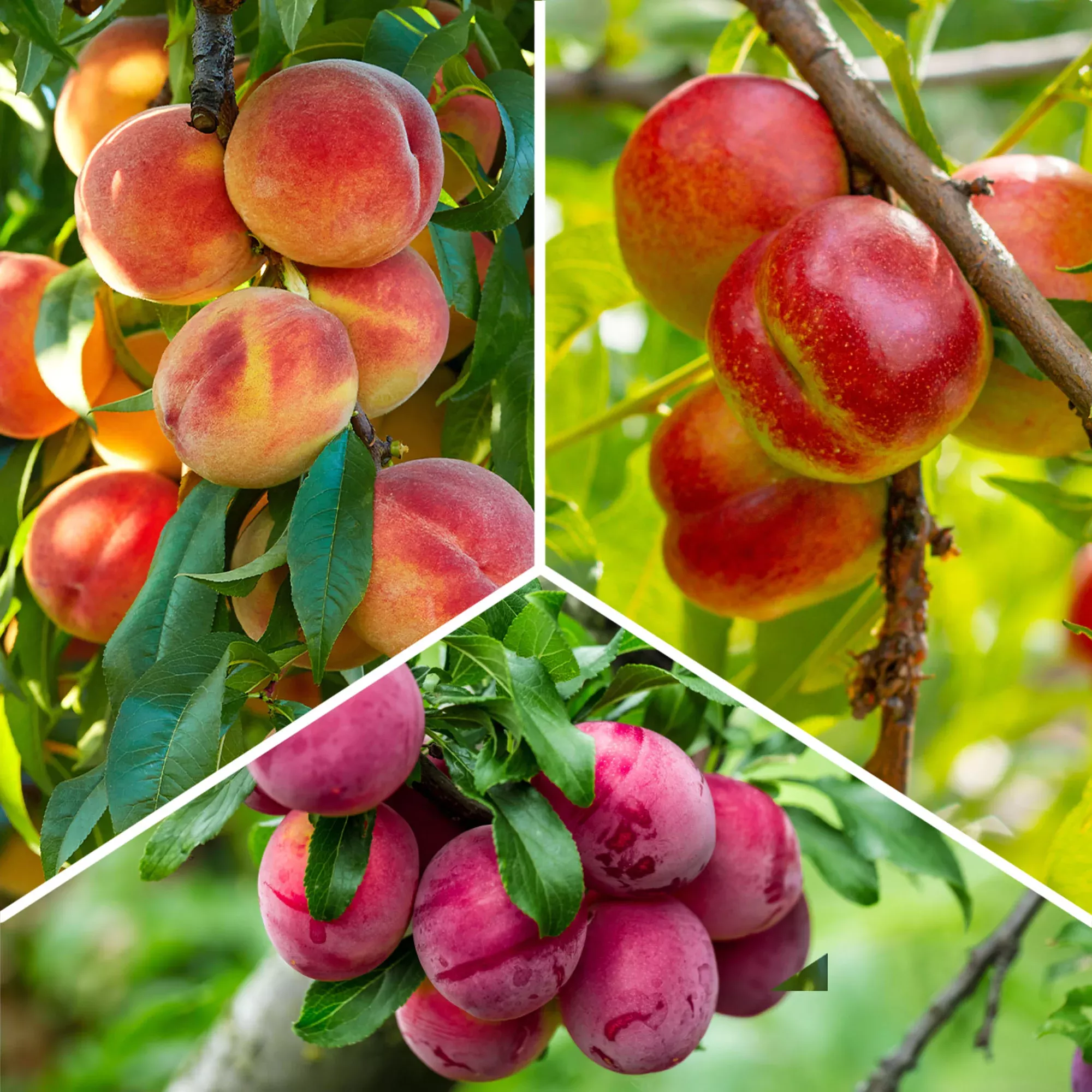 Fruit Cocktail Tree