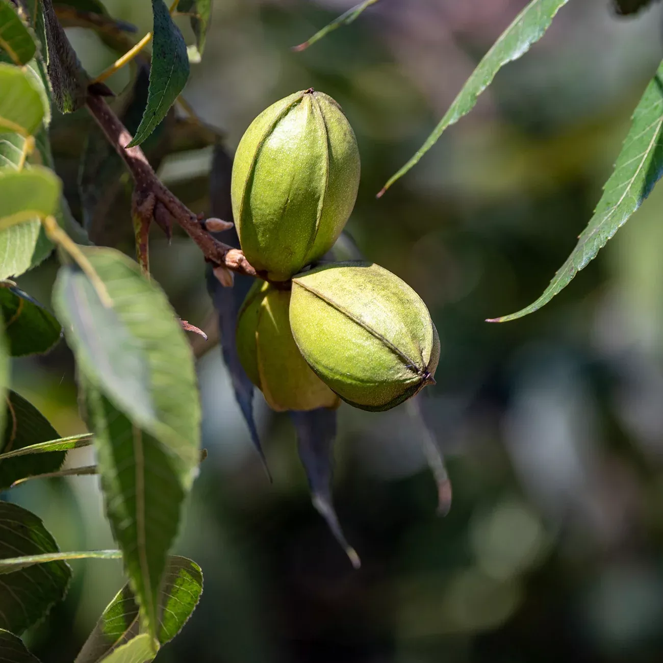 Gafford Pecan Tree | Type 1 Pollinator