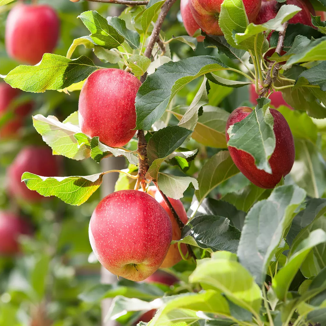 Gala Apple Tree