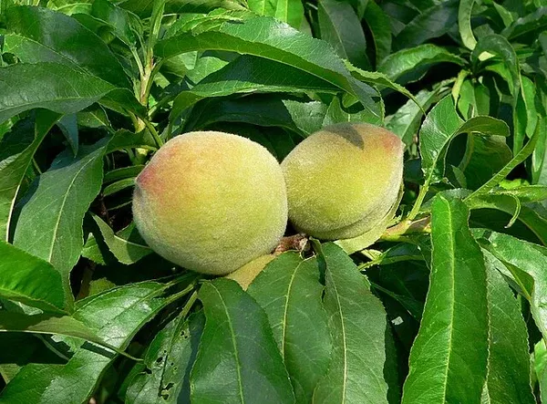 'Garden Gold' Miniature Peach (Prunus persica)