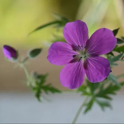 Geranium oreganum (Oregon Geranium) Seed Packet WW