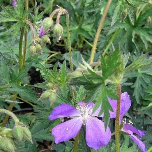 Geranium oreganum (Oregon Geranium)