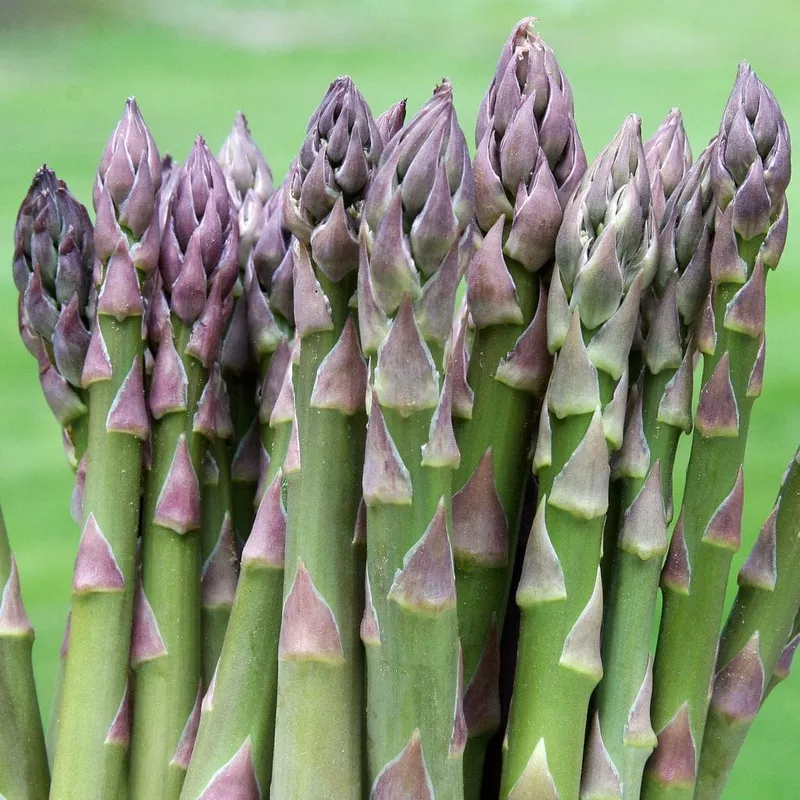 ‘Gijnlim’ Asparagus Plant|Plant in a 3L Pot|3 Plants in 3L Pots|5 Bare Root Crowns