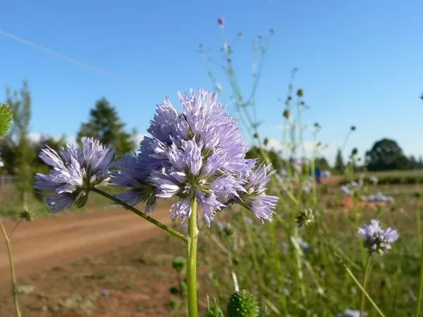 Gilia capitata (Blue Field Gilia) Seed Packet SGS