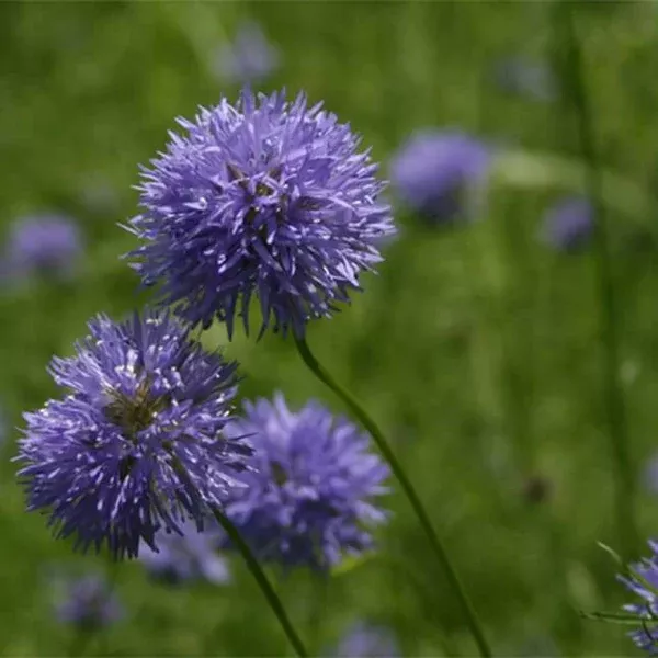 Gilia capitata (Blue Field Gilia) Seed Packet WW