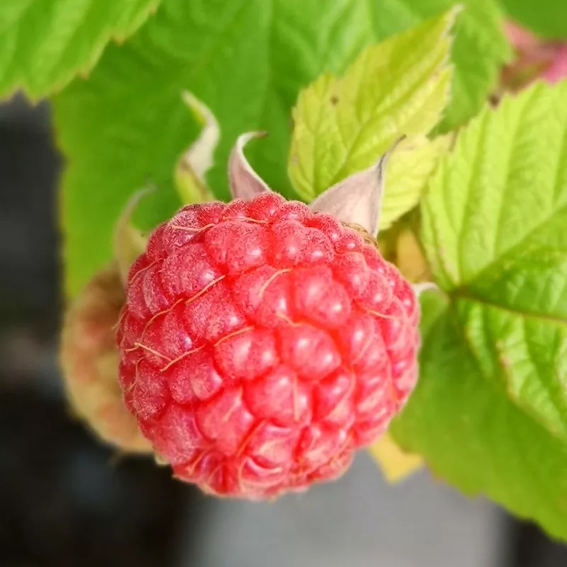 ‘Glen Ample’ Raspberry Plants|Plant in a 3L Pot|3 Plants in 3L Pots|5 Bare Root Canes|5 Long Cane Bare Roots|10 Bare Root Canes