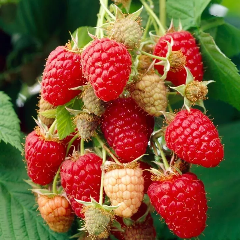 ‘Glen Prosen’ Raspberry Plants