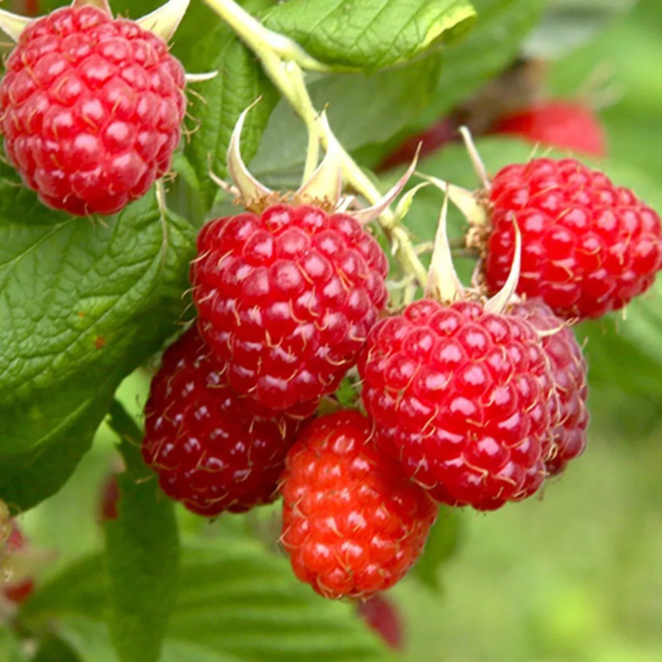 Glencoe Thornless Raspberry Bush