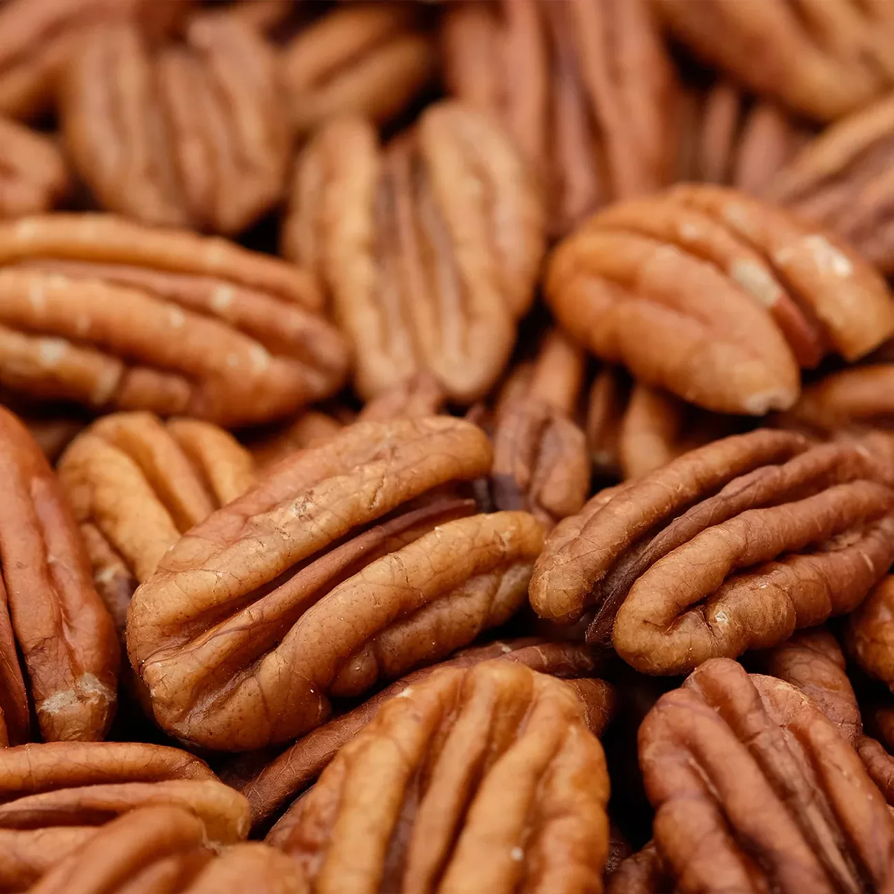 Gloria Grande Pecan Tree | Type 2 Pollinator