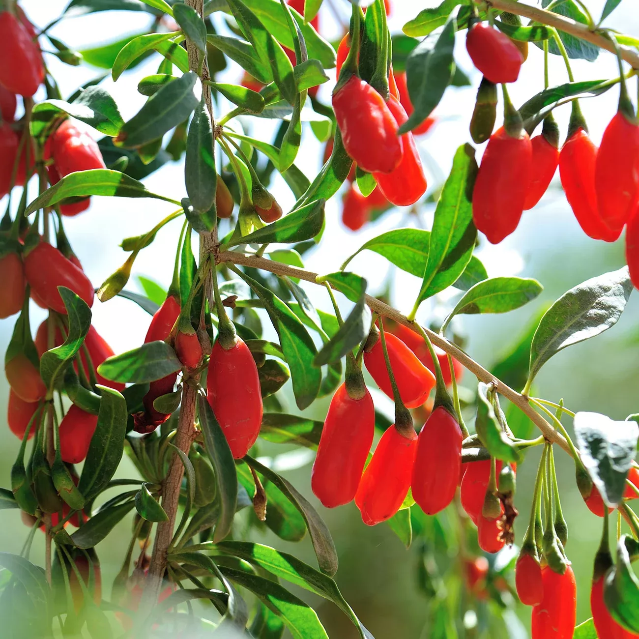 Goji Berry Plant