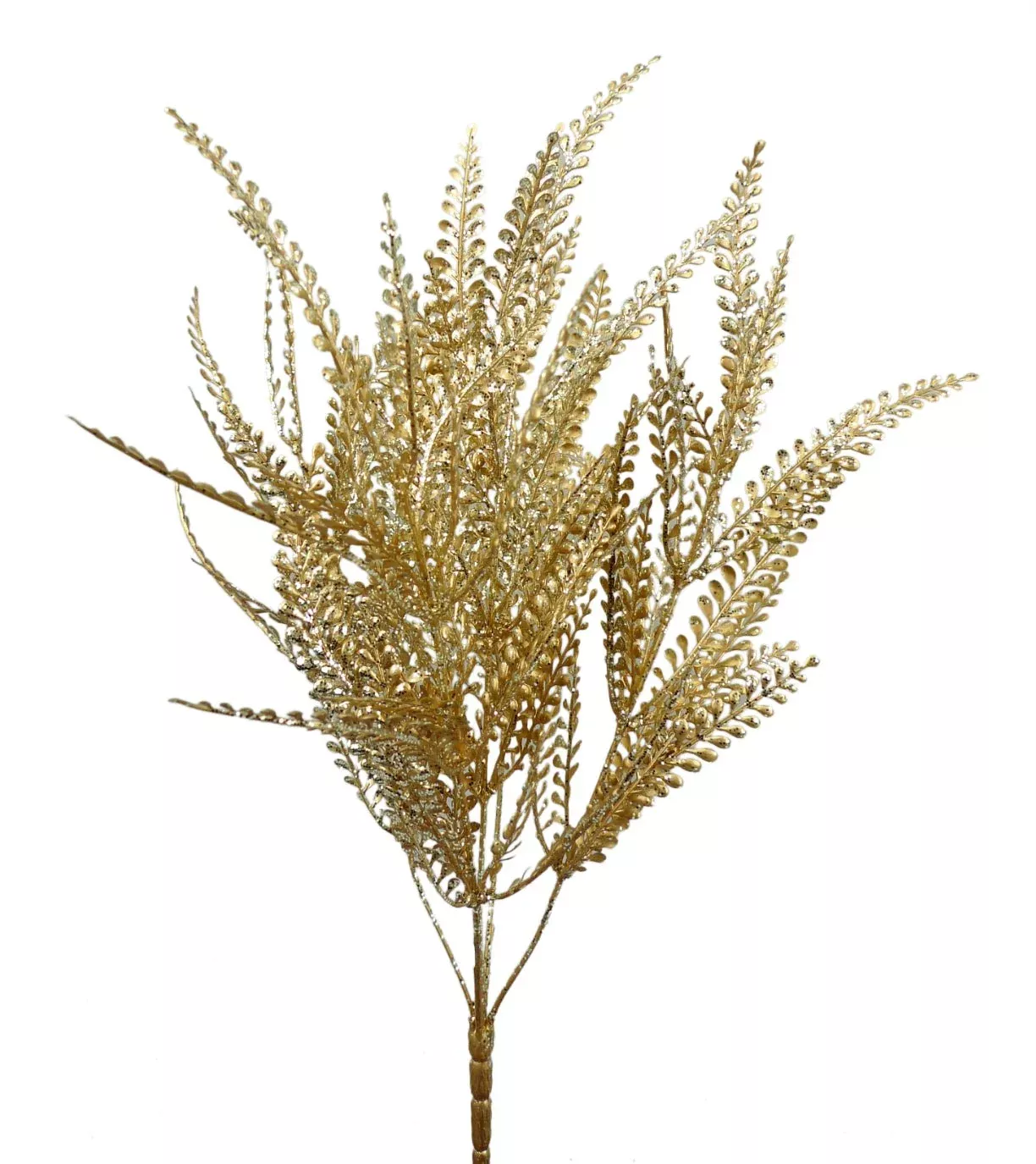 Gold button fern bush - gold