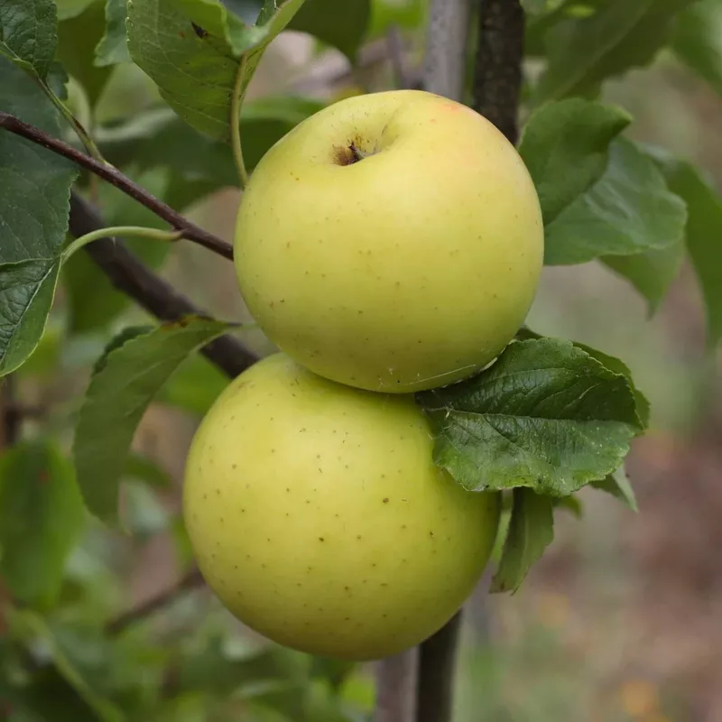 ‘Golden Delicious’ Apple Tree|2 Year Old Tree in a 9L Pot|2 Year Old Dwarfing Bare Root Tree|2 Year Old Semi-Dwarfing Bare Root Tree