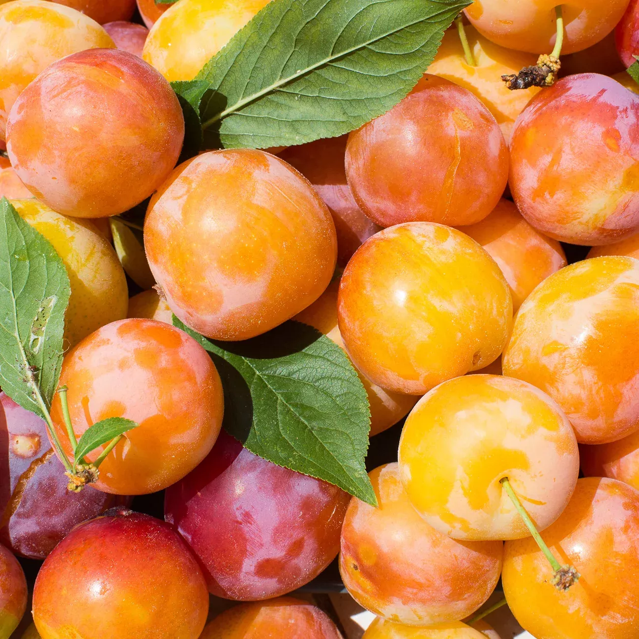 Golden Plum Tree