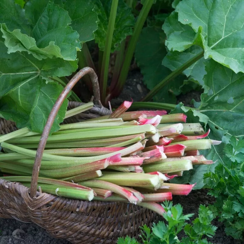 ‘Goliath’ Rhubarb Plant|Plant in a 3L Pot|3 Plants in 3L Pots|3 Bare Root Crowns|Bare Root Crown