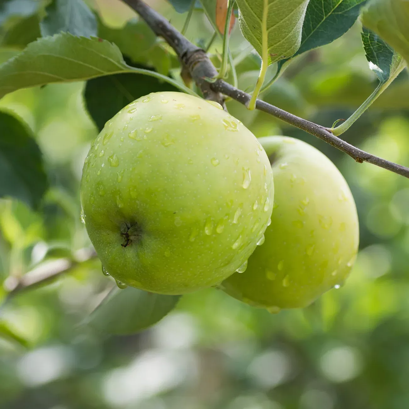 Granny Smith Apple Tree