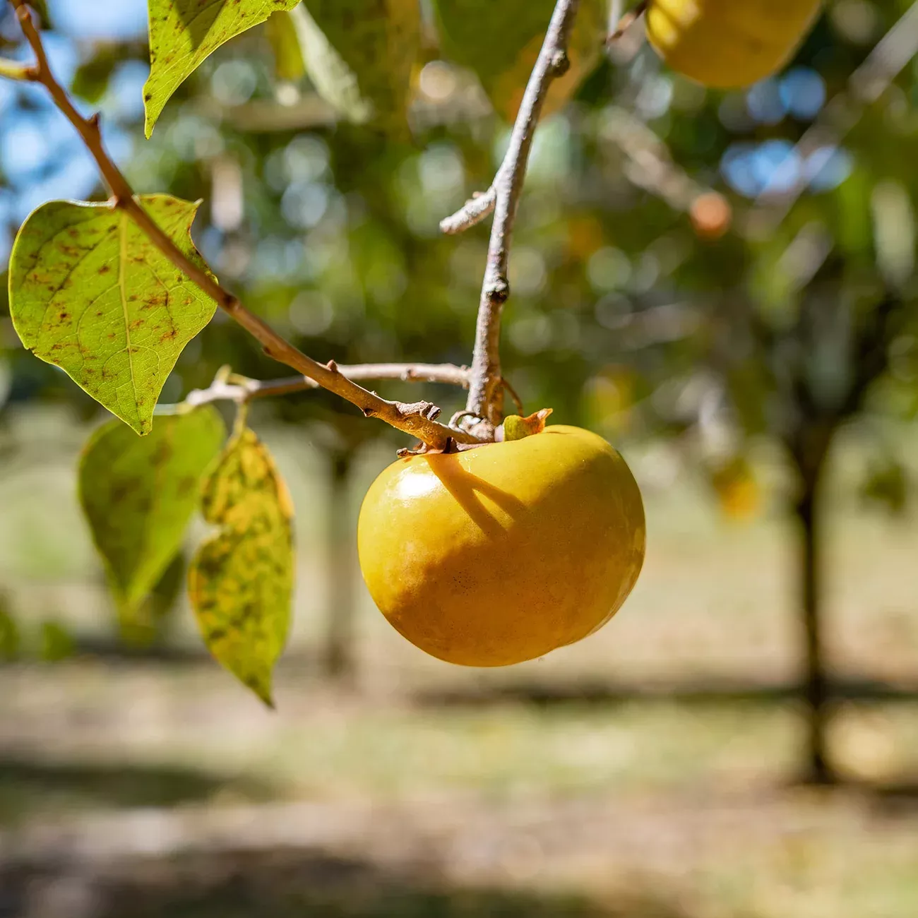 Great Wall Persimmon Tree