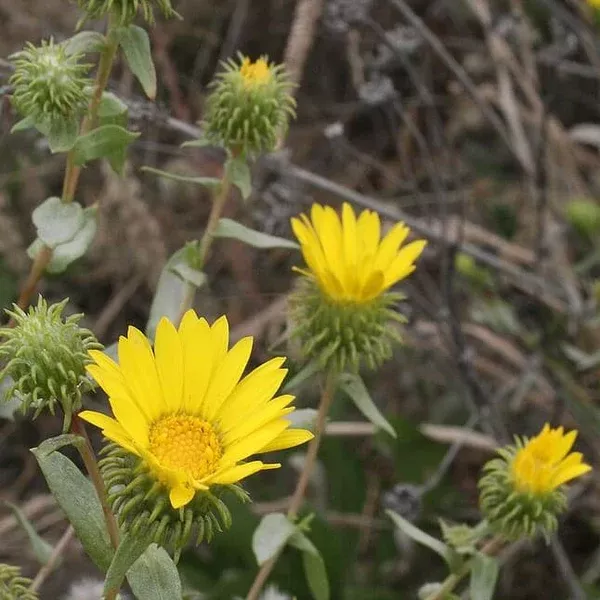 Grindelia integrifolia (Willamette Valley Gumweed) Seed Packet WW