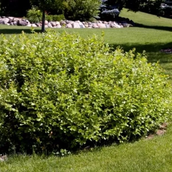 Gro - Low Sumac