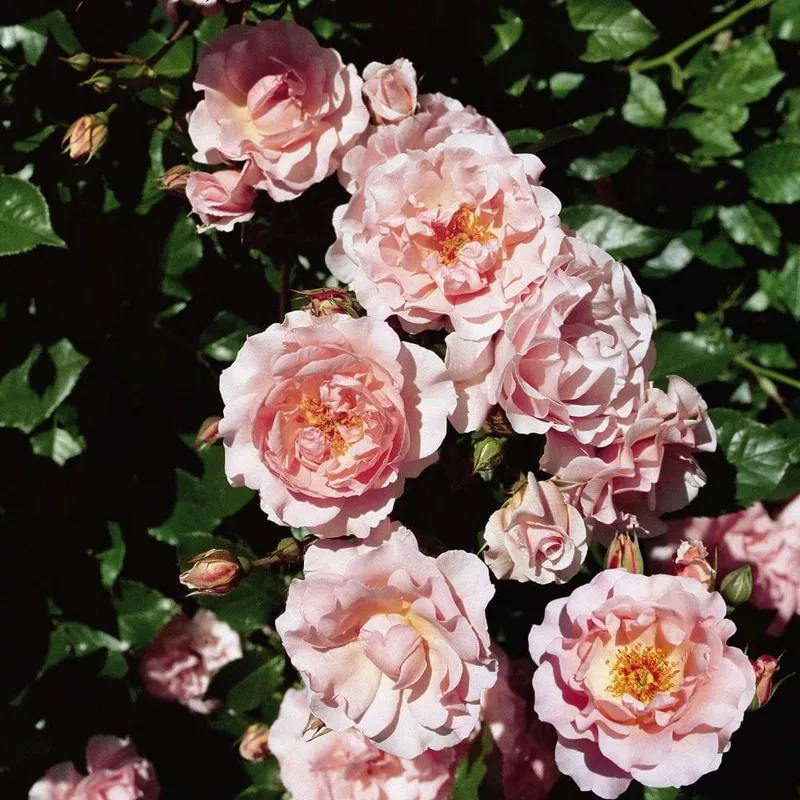 ‘Happy Retirement’ Shrub Rose|Plant in a 4.5L Pot|3 Plants in 4.5L Pots
