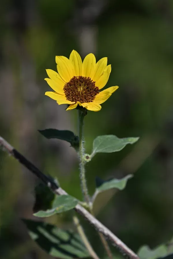 Helianthus Annuus(Common Sunflower) - Seed Packet SN