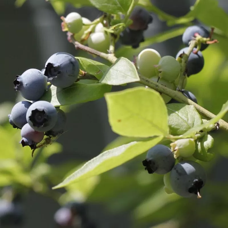 ‘Herbert’ Blueberry Bush|Plant in a 2L Pot|Plant in a 9cm Pot|3 Plants in 2L Pots|3 Plants in 9cm Pots