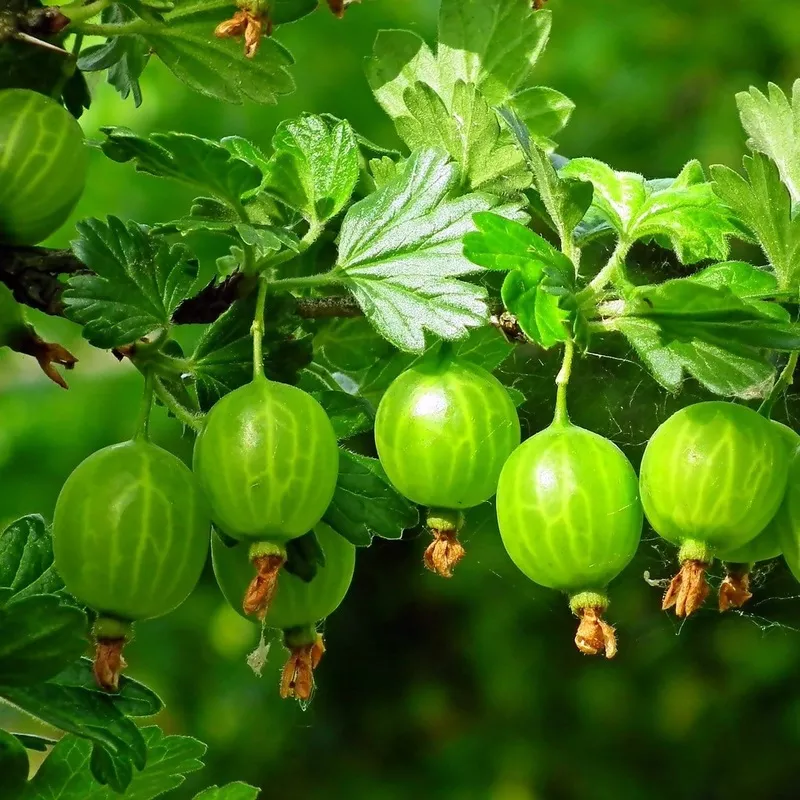 ‘Hinnonmaki Green’ Gooseberry Bush