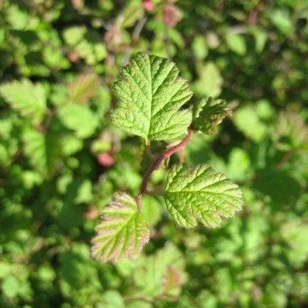 Holodiscus microphyllus (Small-leaved Creambush)