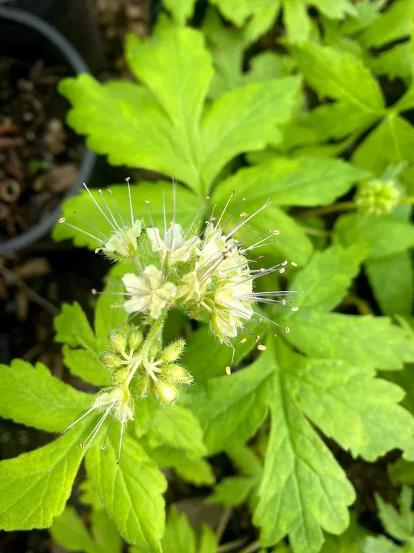 Hydrophyllum tenuipes (Pacific Waterleaf)