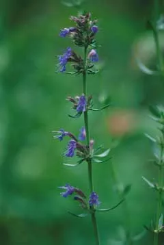 Hyssopus officinalis (Hyssop) - Seed MG