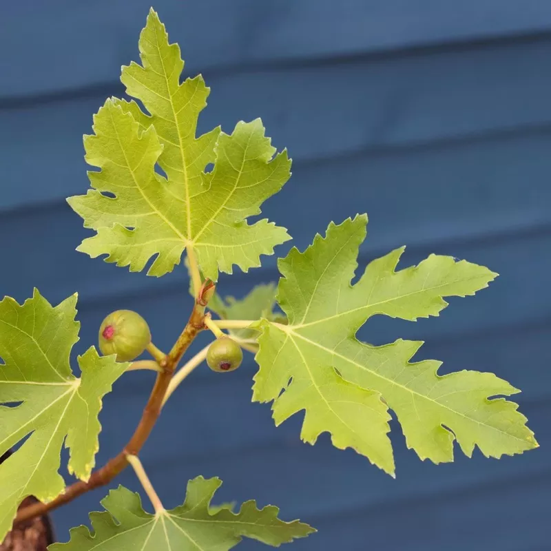 ‘Ice Crystal’ Fig Tree|Plant in a 3L Pot|Plant in a 9cm Pot|Mature Half Standard Tree in a 15L Pot|Plant in a 10L Pot