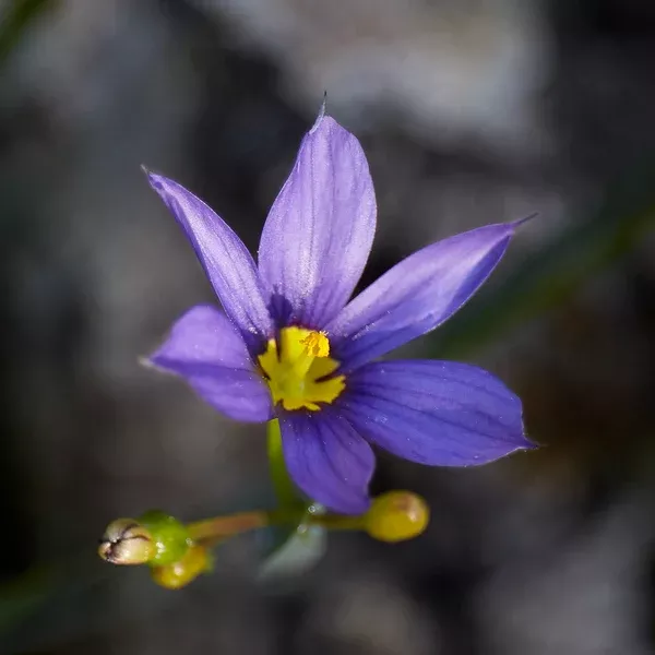 Idaho Blue-eyed grass (Sisyrinchium idahoense) Seed Packet WW