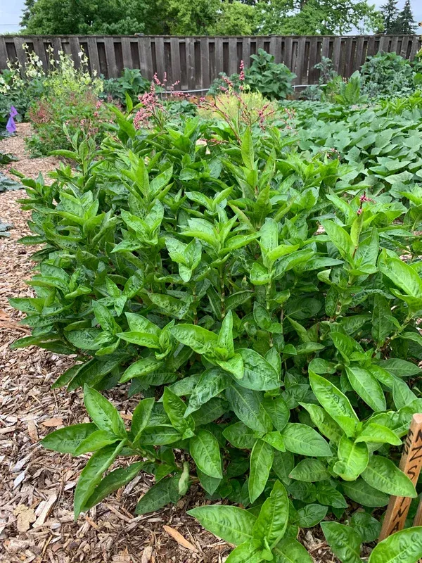 Indigo, Japanese (Persicaria tinctoria) - Seed RS