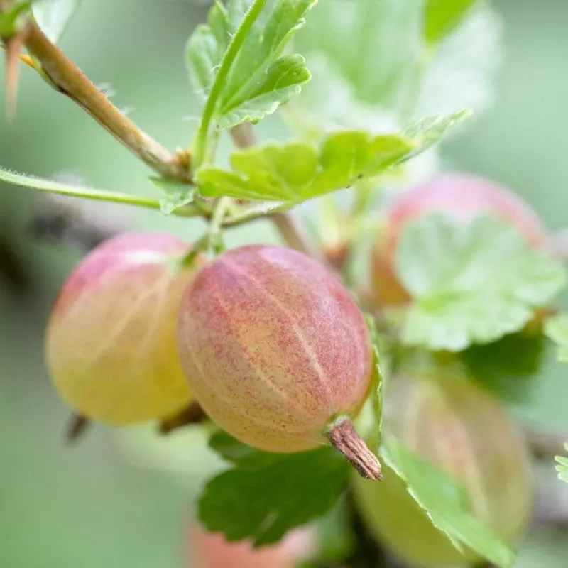 ‘Invicta’ Gooseberry Bush|Plant in a 3L Pot|Half Standard Plant in a 5L Pot|3 Plants in 3L Pots|Plant in a 9cm Pot|Bare Root Plant