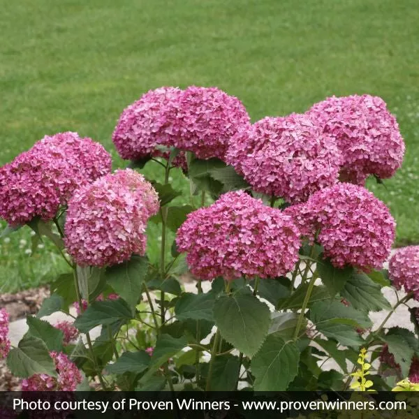 Invincibelle Mini Mauvette Hydrangea