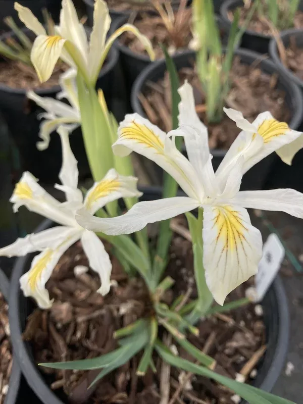 Iris chrysophylla (Slender-Tubed Iris)