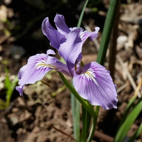 Iris tenax (Oregon Iris) Seed Packet WW