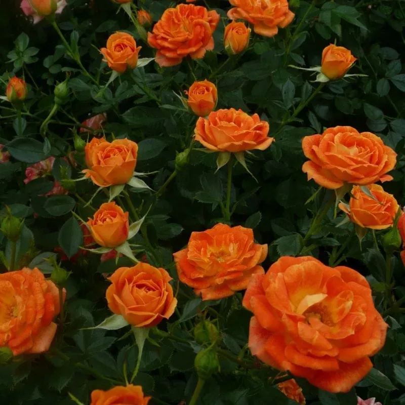 ‘Irish Eyes’ Floribunda Rose|Plant in a 4.5L Pot|3 Plants in 4.5L Pots