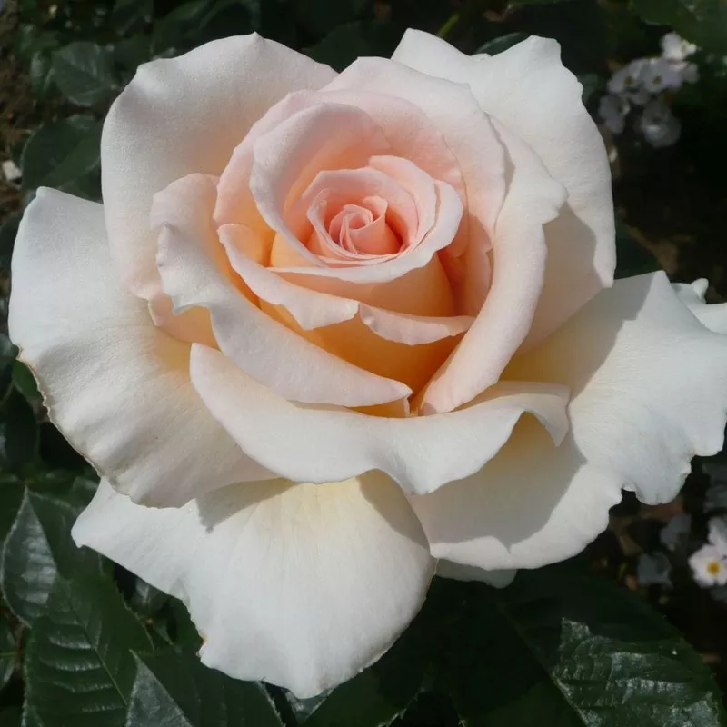 ‘Isn’t She Lovely’ Hybrid Tea Rose
