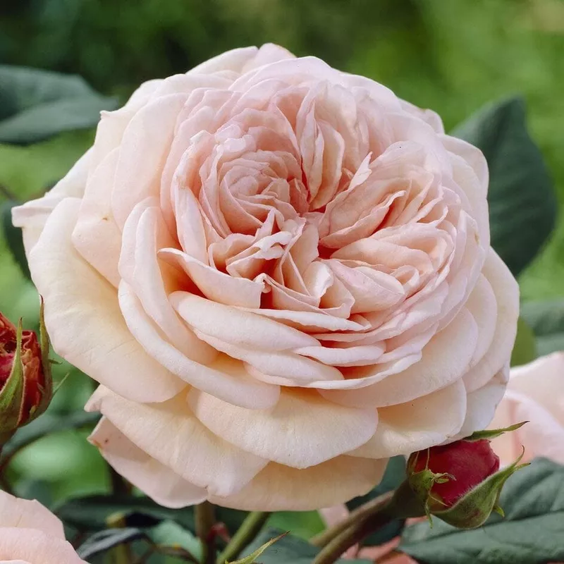 ‘It’s a Wonderful Life’ Floribunda Rose