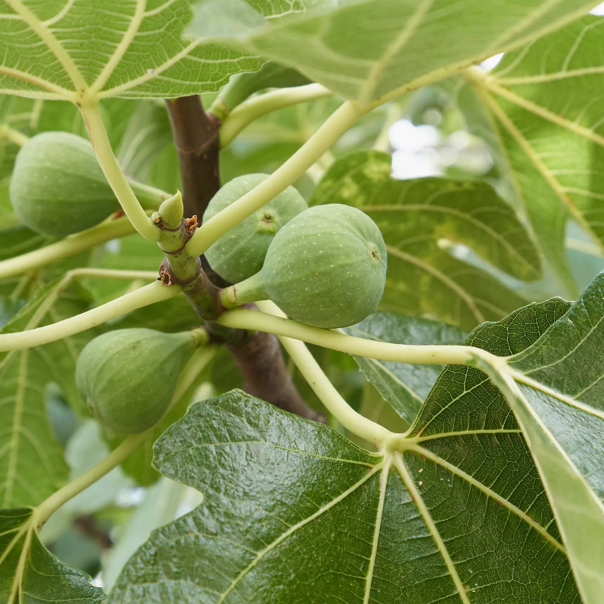 Italian Honey Fig Tree