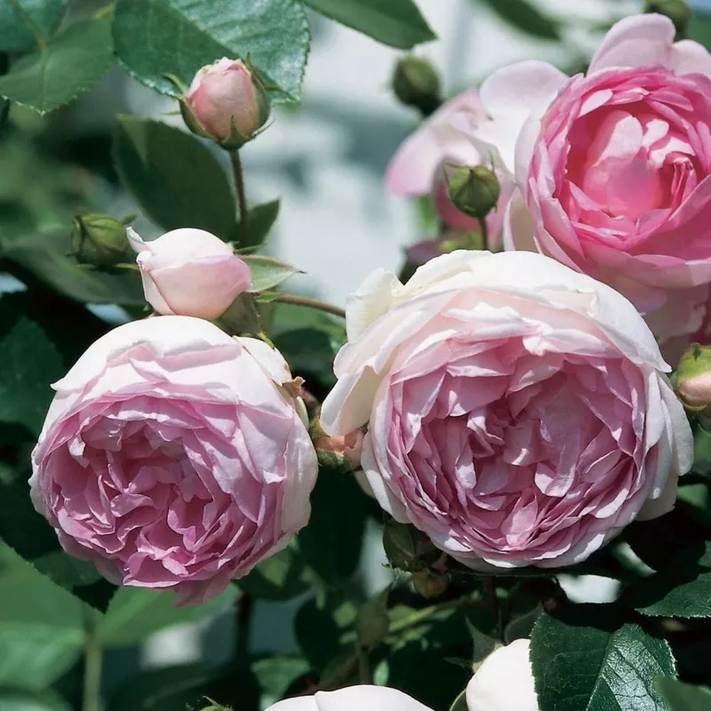 ‘Jasmina’ Climbing Rose|Plant in a 4.5L Pot|3 Plants in 4.5L Pots
