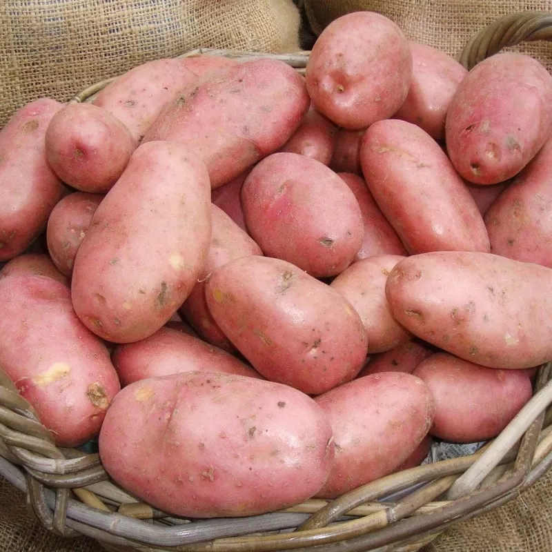 ‘Java’ Maincrop Seed Potatoes|1kg Bag (Approx 8-14 Tubers)|5kg Bag (Approx 40-70 Tubers)