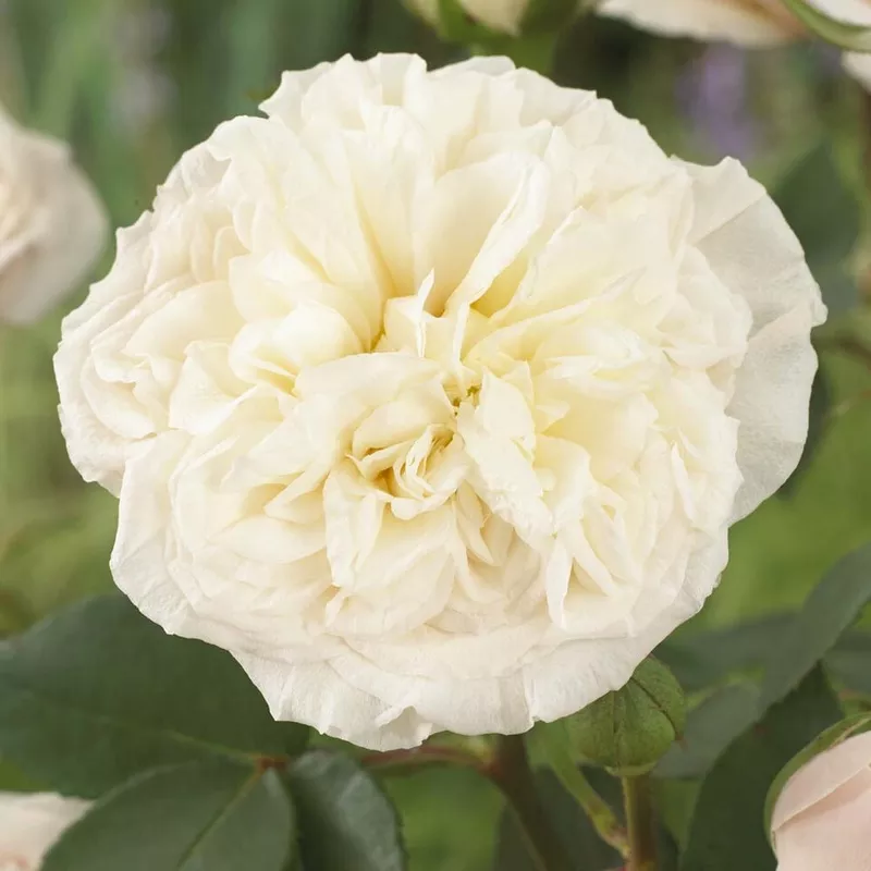 ‘Joie de Vivre’ Floribunda Rose