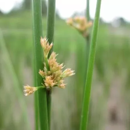 Juncus effusus (Common Rush)