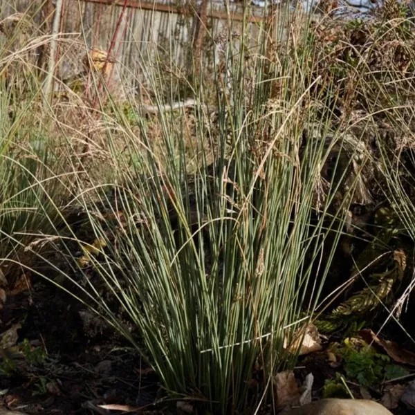 Juncus patens (Spreading Rush)
