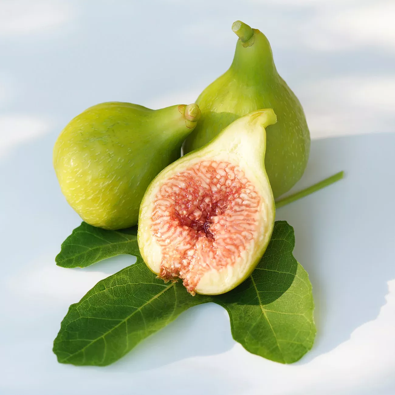 Kadota Fig Tree
