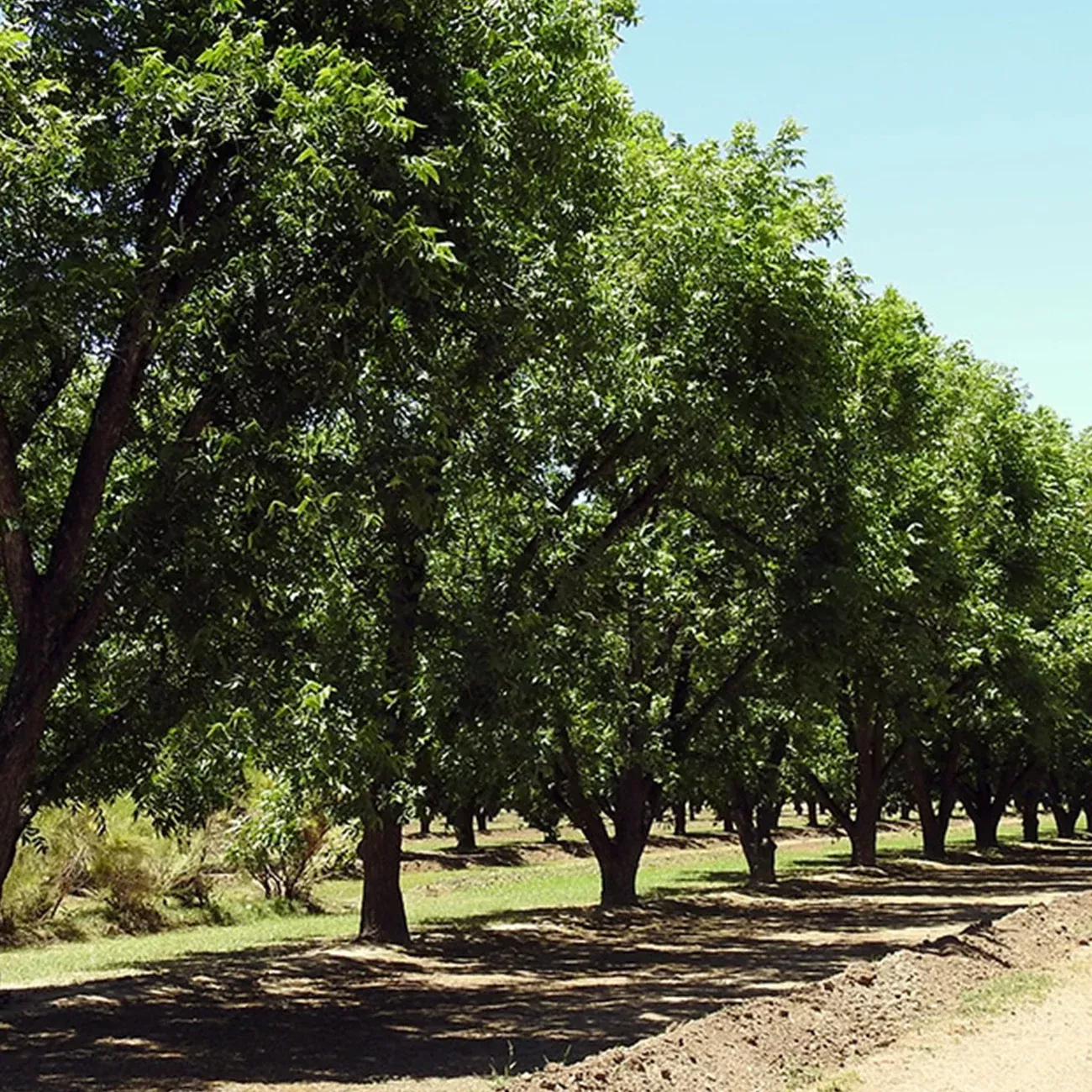 Kanza Pecan Tree | Type 2 Pollinator