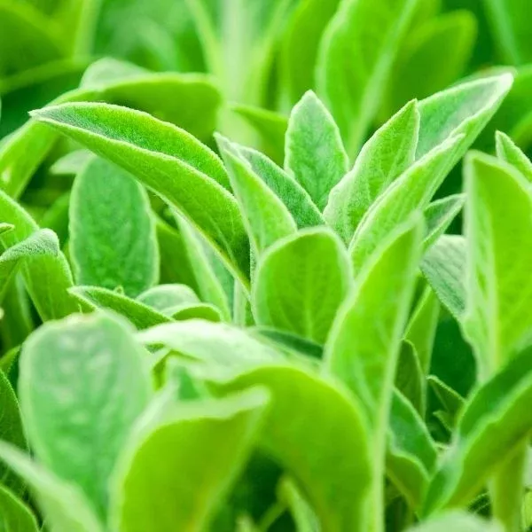 Key Lime Lamb's Ear