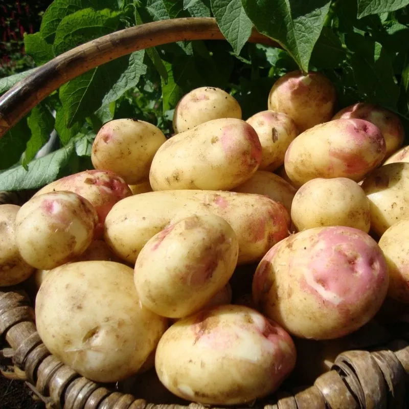 ‘King Edward’ Maincrop Seed Potatoes