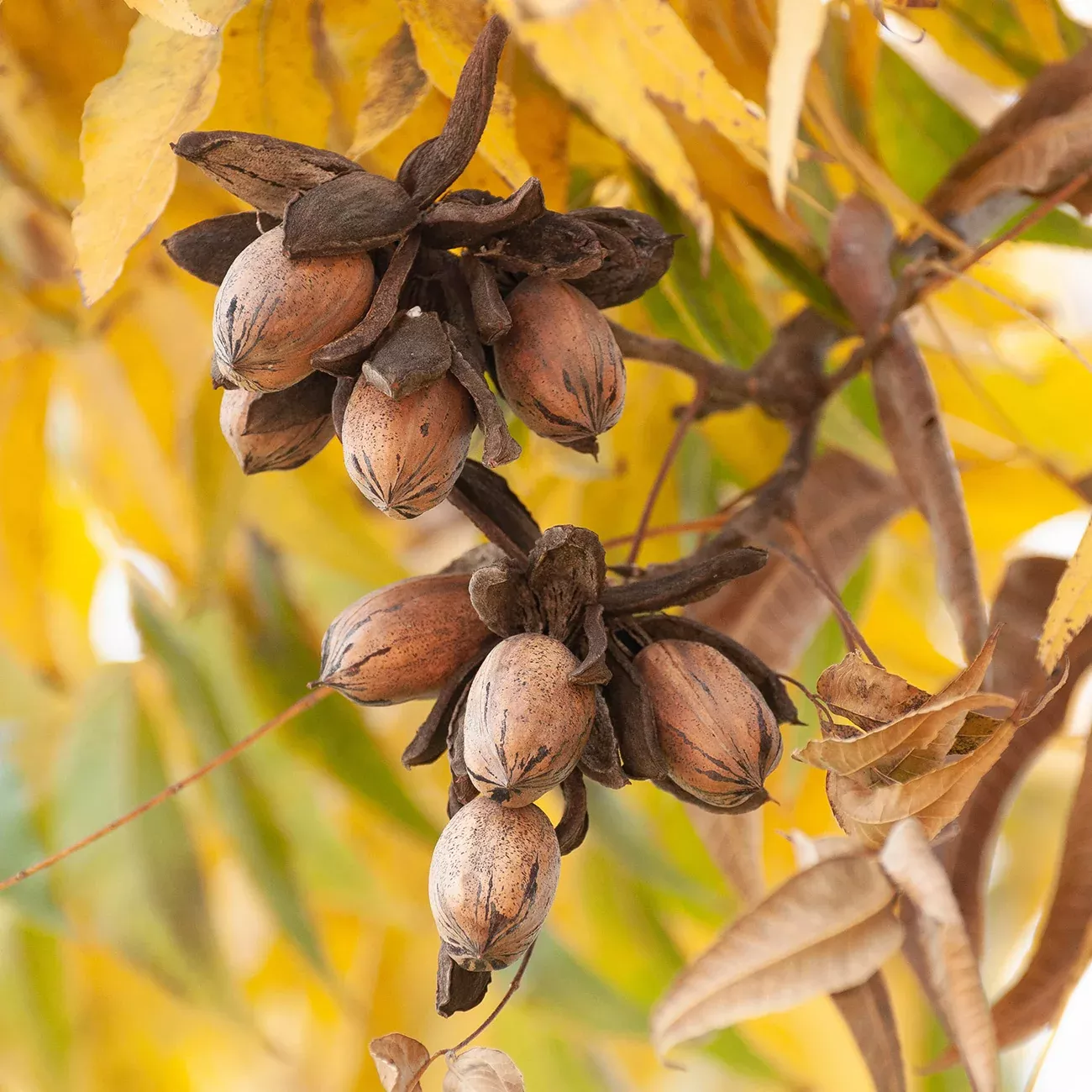 Kiowa Pecan Tree | Type 2 Pollinator